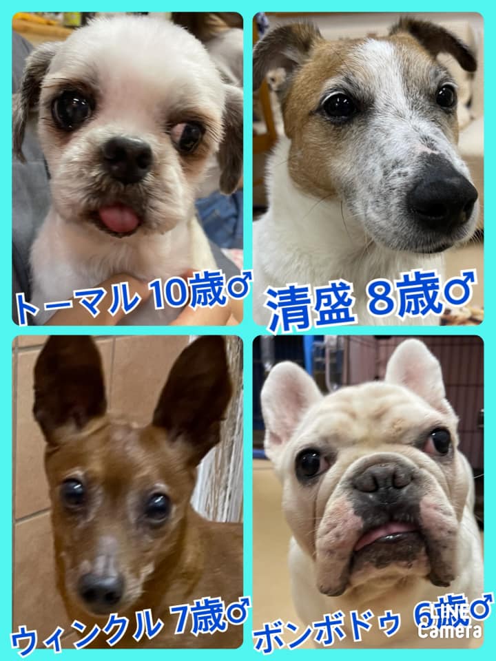 🐾今日の里親様募集中ワンコ🐶メンバーです🐾2021,6,27